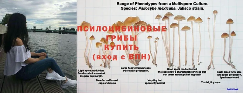 как найти закладки  Норильск  Псилоцибиновые грибы Psilocybe 